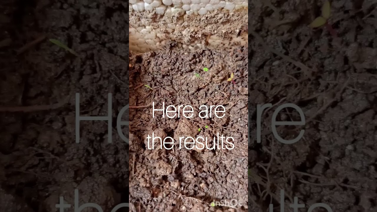 Grow winter vegetable with me