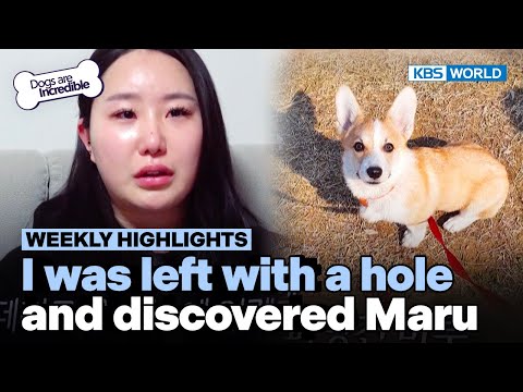 [Weekly Highlights] I was left with this hole in my heart, and discovered <strong>Maru</strong> | KBS WORLD <strong>TV</strong> 230328