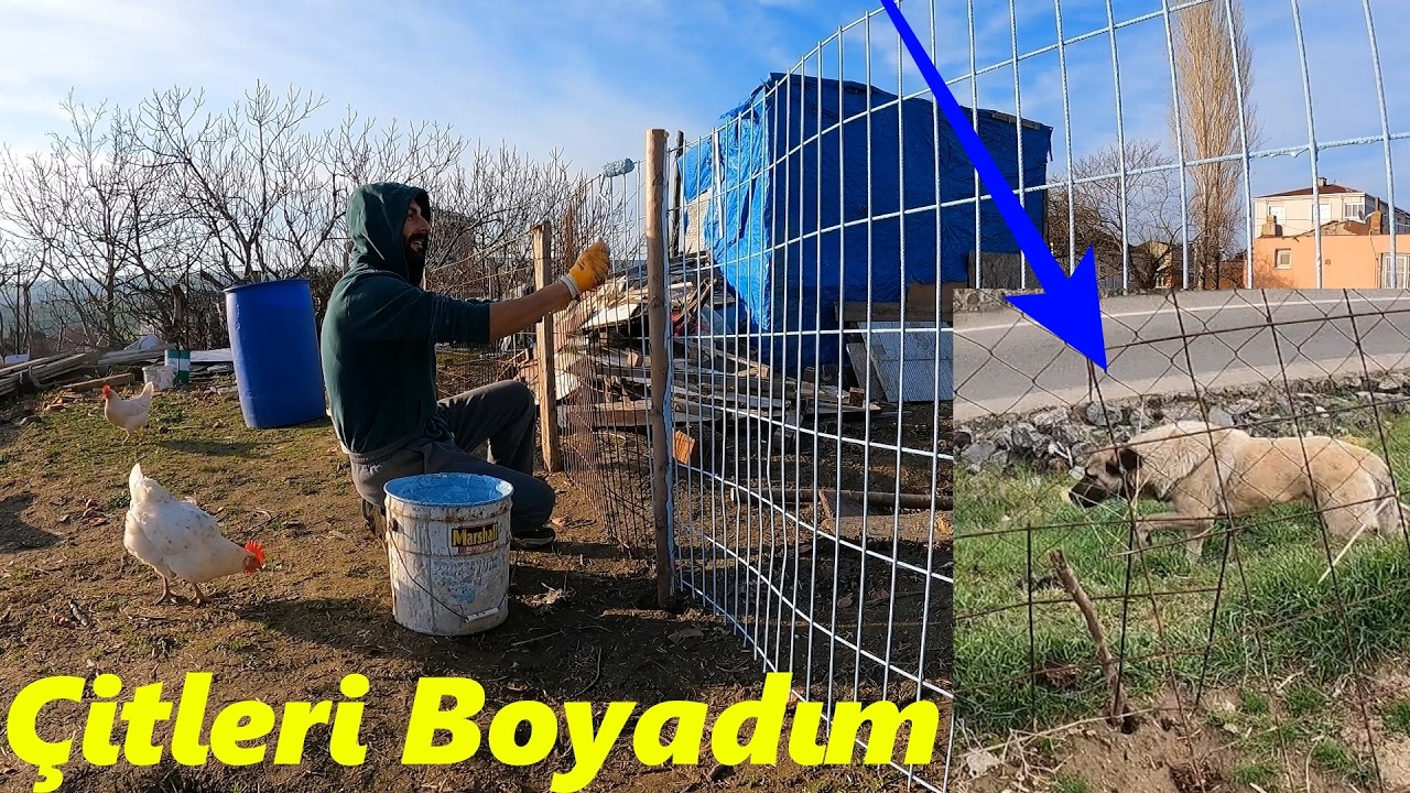 Çitleri Boyadım!-Tavuklara Köpek Daldıı!- Tarlayı Temizledim-#güvercin #tavuk #yumurta
