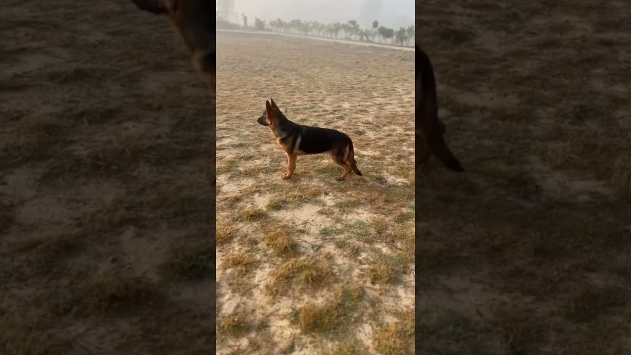 Show quality German shepherd