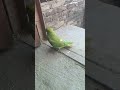 तोता वाला वीडियो #parrot
