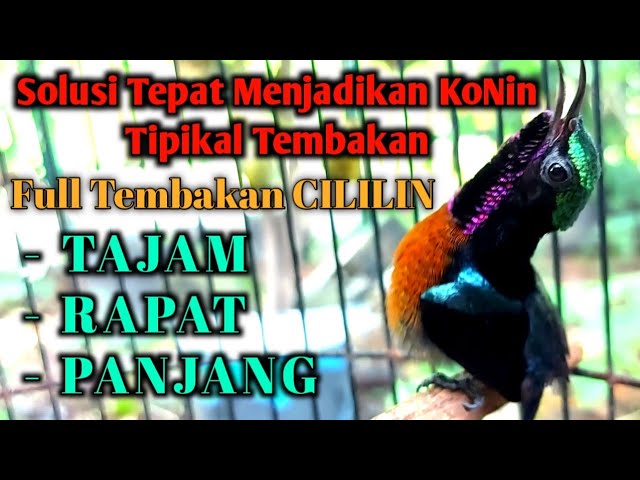 1 Jam Masteran Kolibri Ninja (KoNin) GACOR Full TEMBAKan CILILIN Tajam, Rapat u0026 Panjang. class=