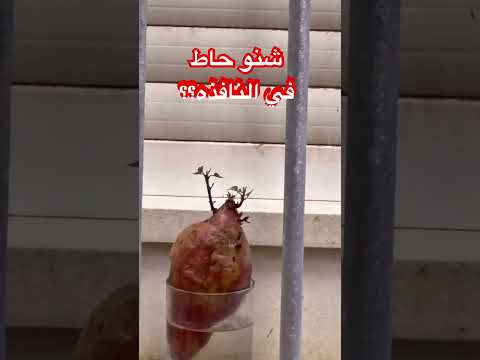 شنو داك شي في الشرجم