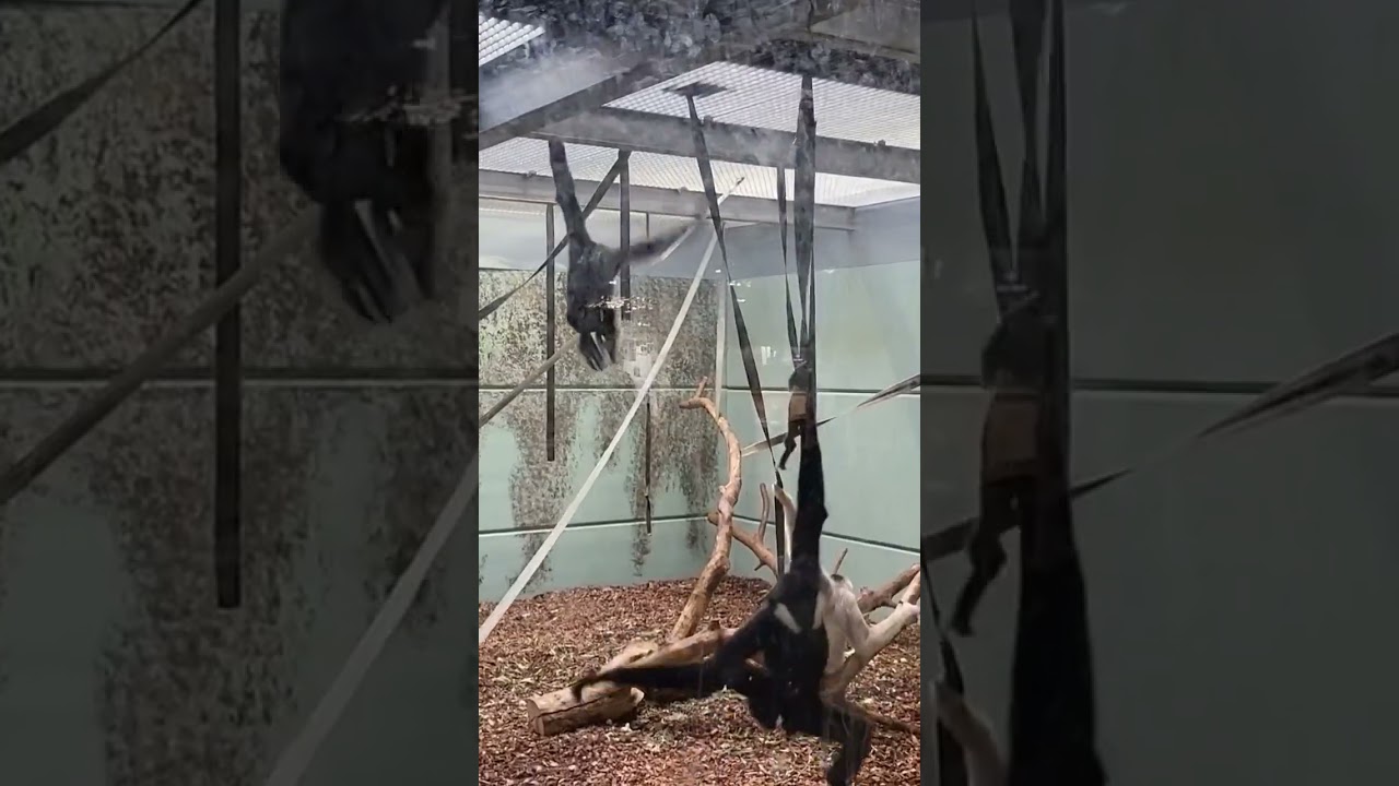 Monkey Spinning Around 