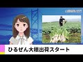 【6月6日】ひるぜん大根出荷スタート AIアナNEWS