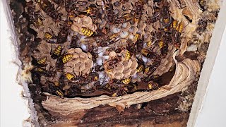 Hornet INFESTATION above YOUR bedroom ceiling! Hornet Wasp Nest Removal! by Hornet King 129,242 views 4 months ago 26 minutes