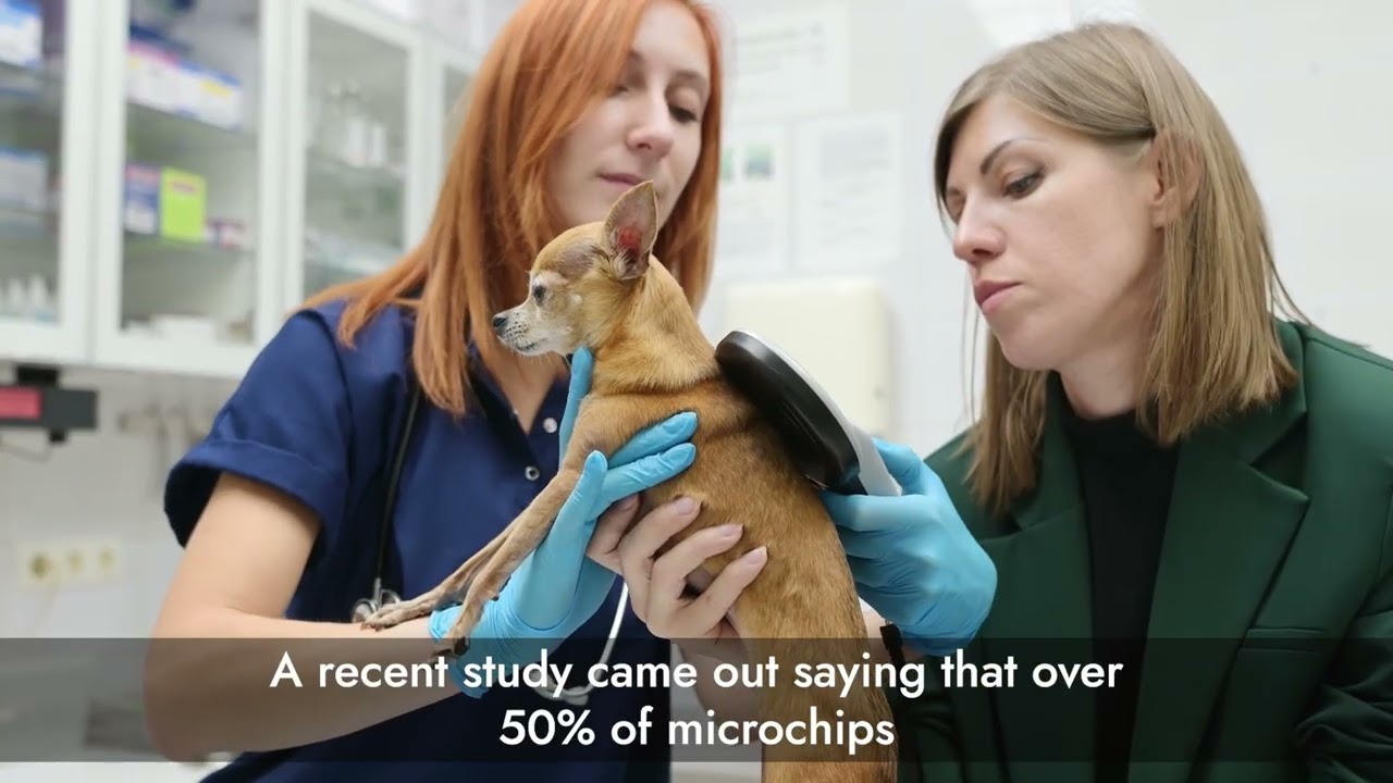 Traveling with Dogs Kevin Bubolz