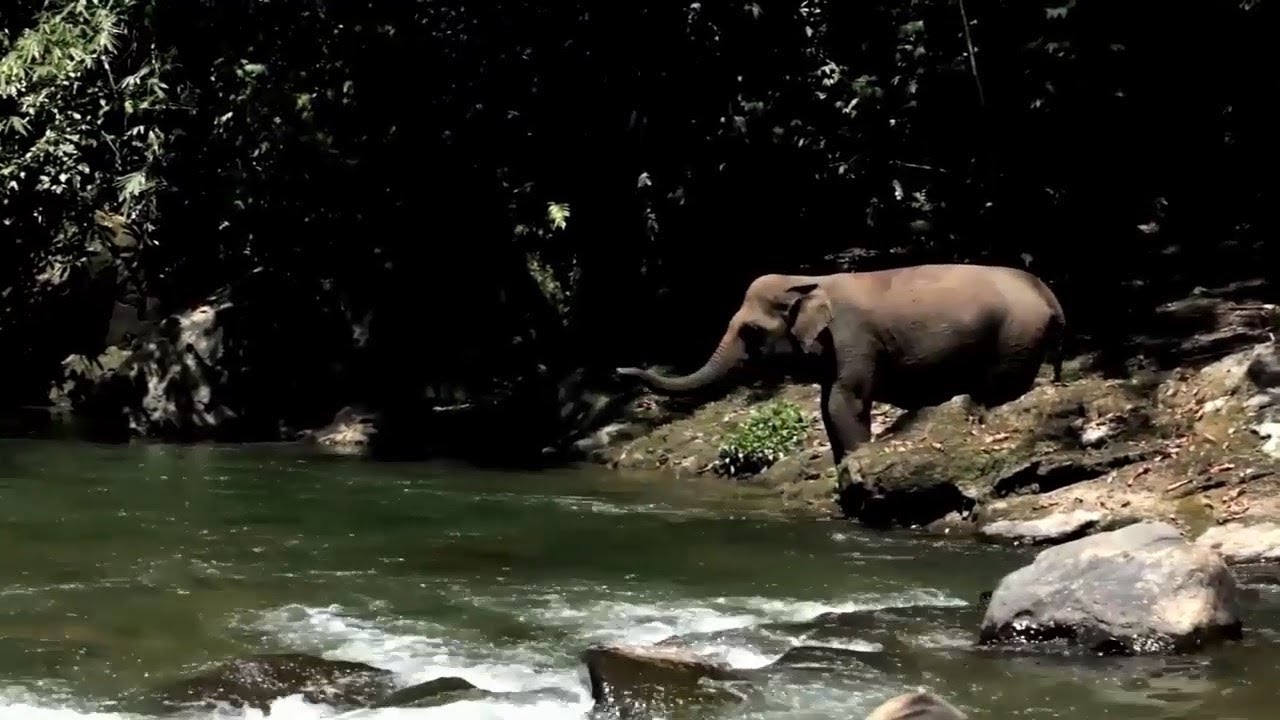 Sumatran Elephant - (Gajah Sumatera) - YouTube