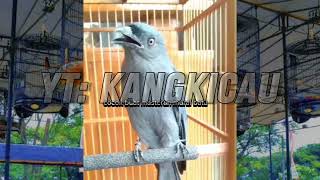 Download Lagu FULL TEMBAKAN MASTERAN MURAI BATU ‼️ SUARA JERNIH \u0026 JEDA 10 DETIK MP3