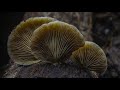 Mushrooms  a timelapse short film