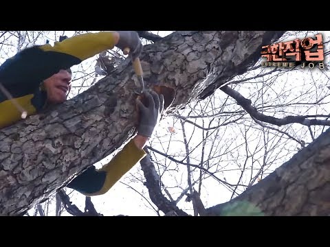 극한직업 - Extreme JOB_겨울의 선물- 상황버섯과 방어_#003