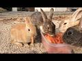 At the 30-second mark, the baby bunny senses something and moves with incredible speed.