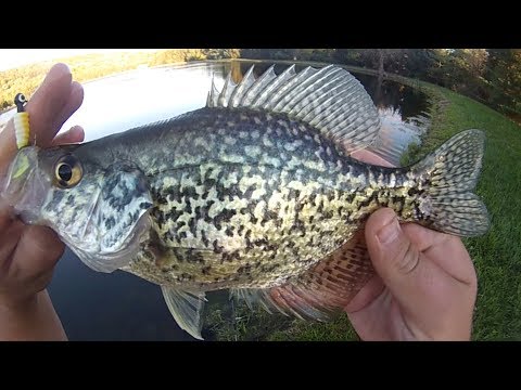 Vlog #28: Jig Fishing A Crappie Infested Pond 