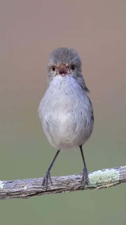 Burung Spiendid Fairy Wren (cikrak Australia) gacor