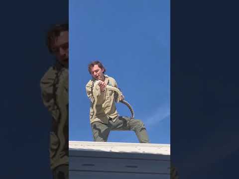Aussie Snake Catcher Removes 'Stunning' Python From Queensland Roof