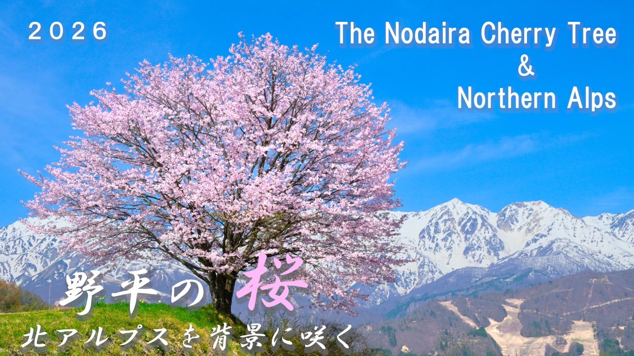 2026 野平の桜・北アルプスを背景に咲く」 白馬村 8K映像 白馬三山
