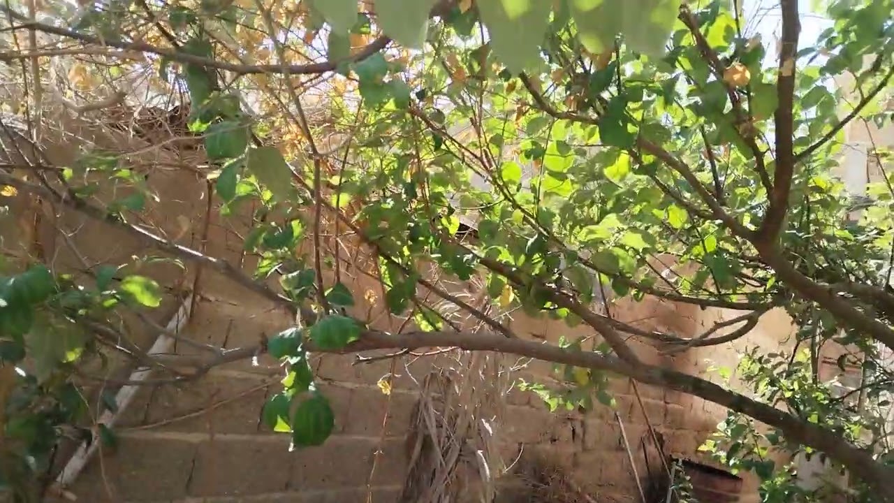 مكافحه السدر