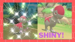 Live Shiny Cranidos After 660 Fossils Seen In Bdsp Sbq Full Odds