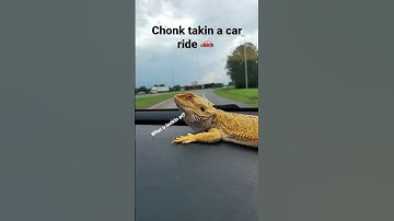chonk lookin fresh! 🚗 in his lambo💀 #shorts #beardeddragon #lizard #beardie #reptile #pagona #CHONK