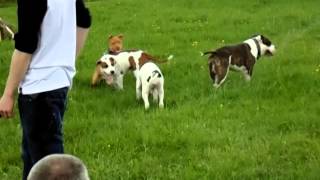 Spock, Rudy Świr I Pilnująca Porządku Bella