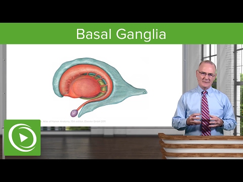 Basal Ganglia: Structures & Intrinsic Connections – Brain & Nervous System | Lecturio