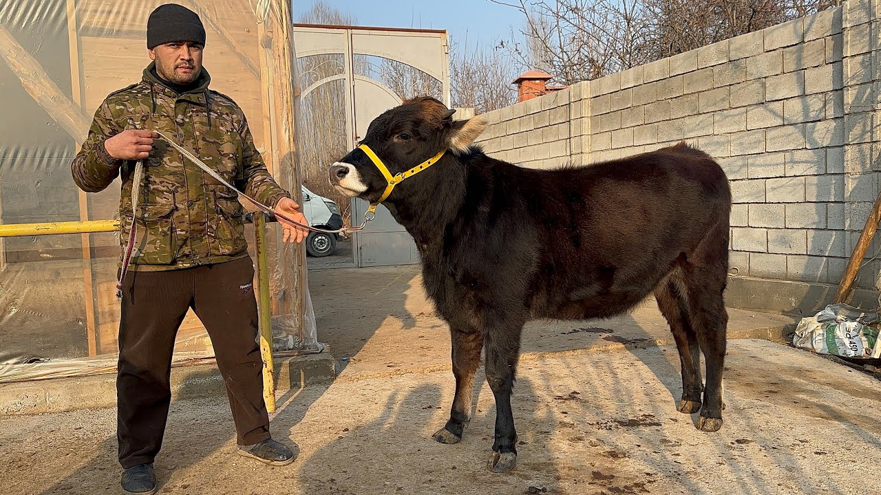 🤯Eng zo’rlasi siz uchun Sigir bob va bo’g’oz  Ona Bola sigirlar keldi 