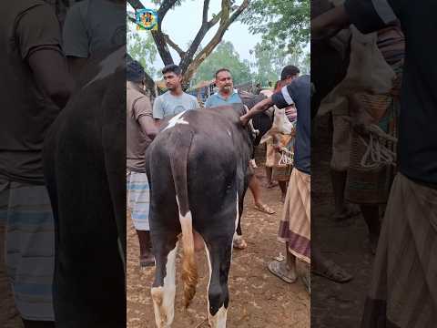 বাছুরটির দাম কত চায়??