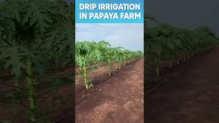 Drip irrigation in papaya farm #dripirrigation #papaya #bangladesh
