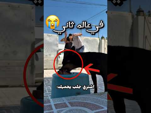 يمثل أن أخوه يضربه لحتى يشوف ردة فعل الكلب تبعه وهذا اللي صار !!  (صدمة) #youtubeshorts