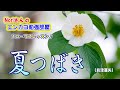 No.91『夏つばき』(島津亜矢さん)【Noriさんの1コーラスレッスン】