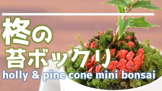 【柊(ヒイラギ)のクリスマスミニ盆栽】挿し木の柊苗と松ぼっくりで作る、苔ボックリ Christmas  holly mini bonsai