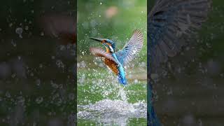 have you ever seen a Kingfisher with your own eyes? 👀