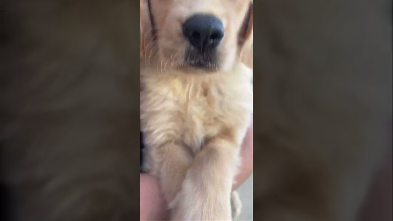 WWYD If you saw this face while walking down the street? 🥺 