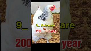 Top 10  Most eggs laying Chicken breeds 🐓🥚🤯#shorts #trending