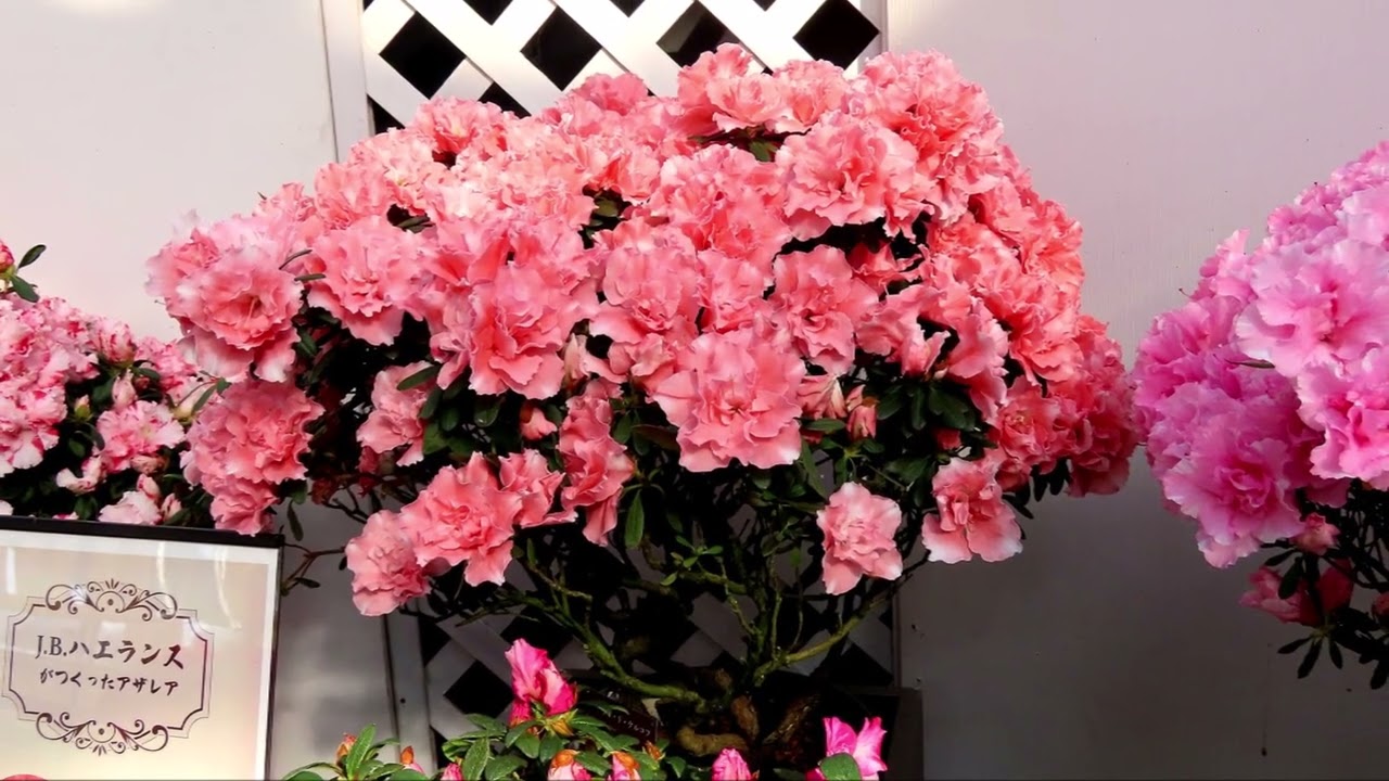 新潟の花・アザレア展（新潟県立植物園）