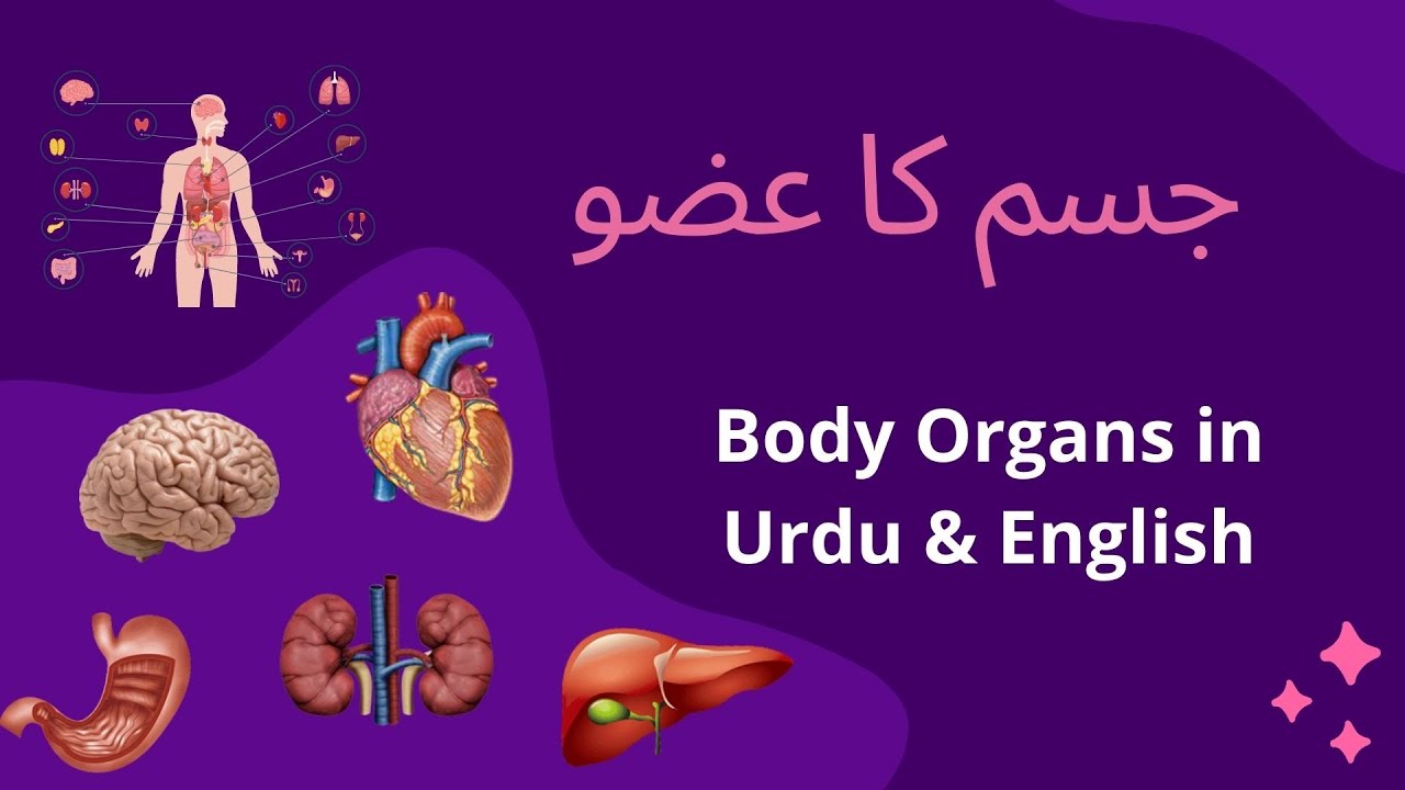 Body Organs in Urdu & English جسم کا عضو YouTube