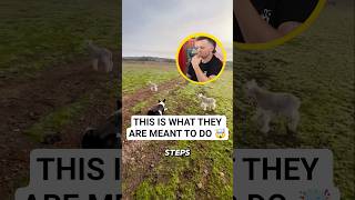 Border Collie working dog needs mental and physical work or develops behavior issues