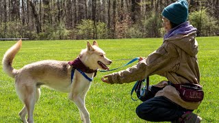 I Heart Dogs Rescue Dog Walk At Dodge Park