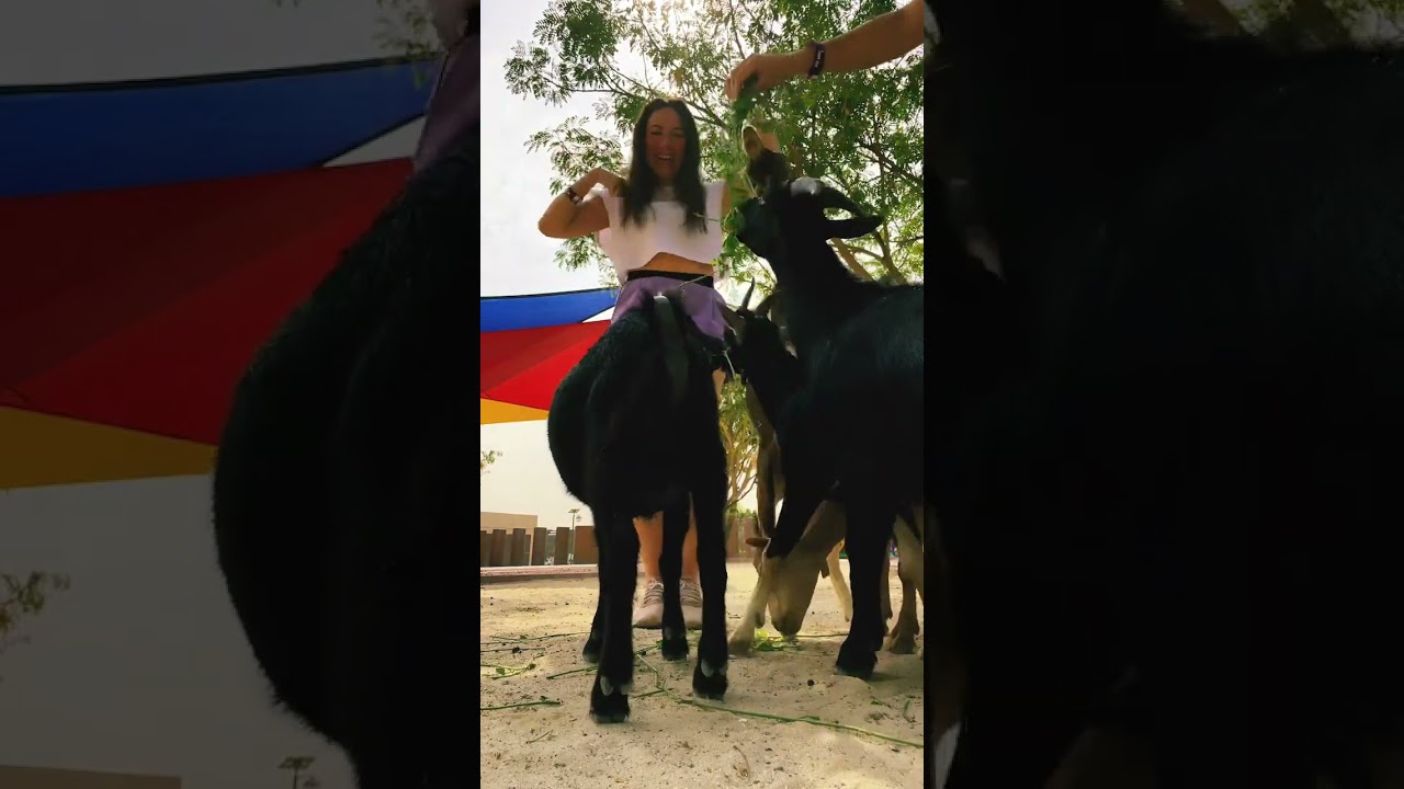 ⚡️The goats attacked me! 