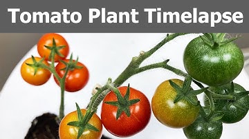 Dwarf Tomato Plant Timelapse 88 Days - Tomatoes Grown Indoors with LED Bulb