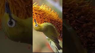 Cape - white eye bird sound