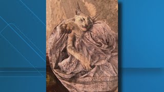 Killeen mom, daughter rescue cat from flood debris