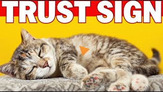 5 Unusual Ways CATS Demonstrate Their Deep Trust (The Truth Will Touch Your Soul!)
