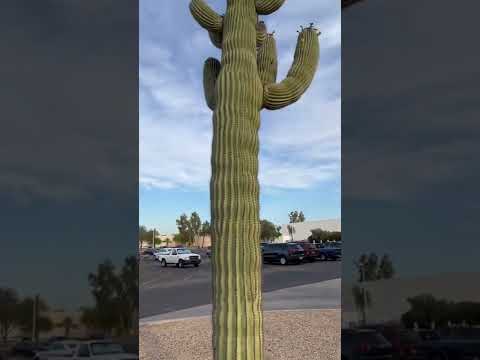 Видео: Информация о бочковых кактусах Аризоны: Carin For Arizona Barrel Cactus In Gardens