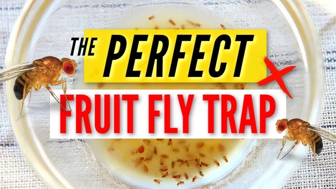 10 Best Traps That Actually Get Rid Of Fruit Flies