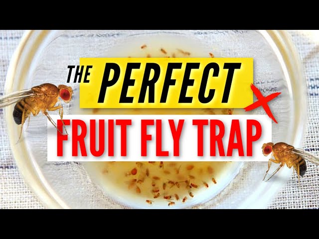 How to kill those pesky fruit flies / gnats flying around your home :  r/lifehacks