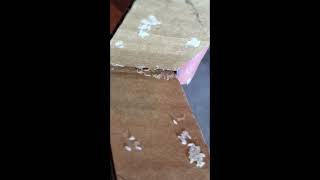 How To Harvest Superworm Eggs - Zophobas Morio - Superworm Breeding - Superworm Egg Collector