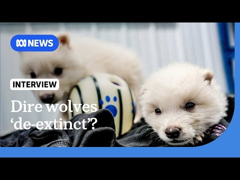 US company resurrects the extinct dire wolf... or some version of it | The World | ABC NEWS Episode cover