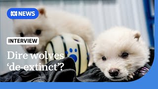 US company resurrects the extinct dire wolf... or some version of it | The World | ABC NEWS