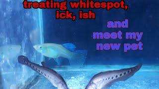 Guppy whitespot-ick, ich and meet my knife fish